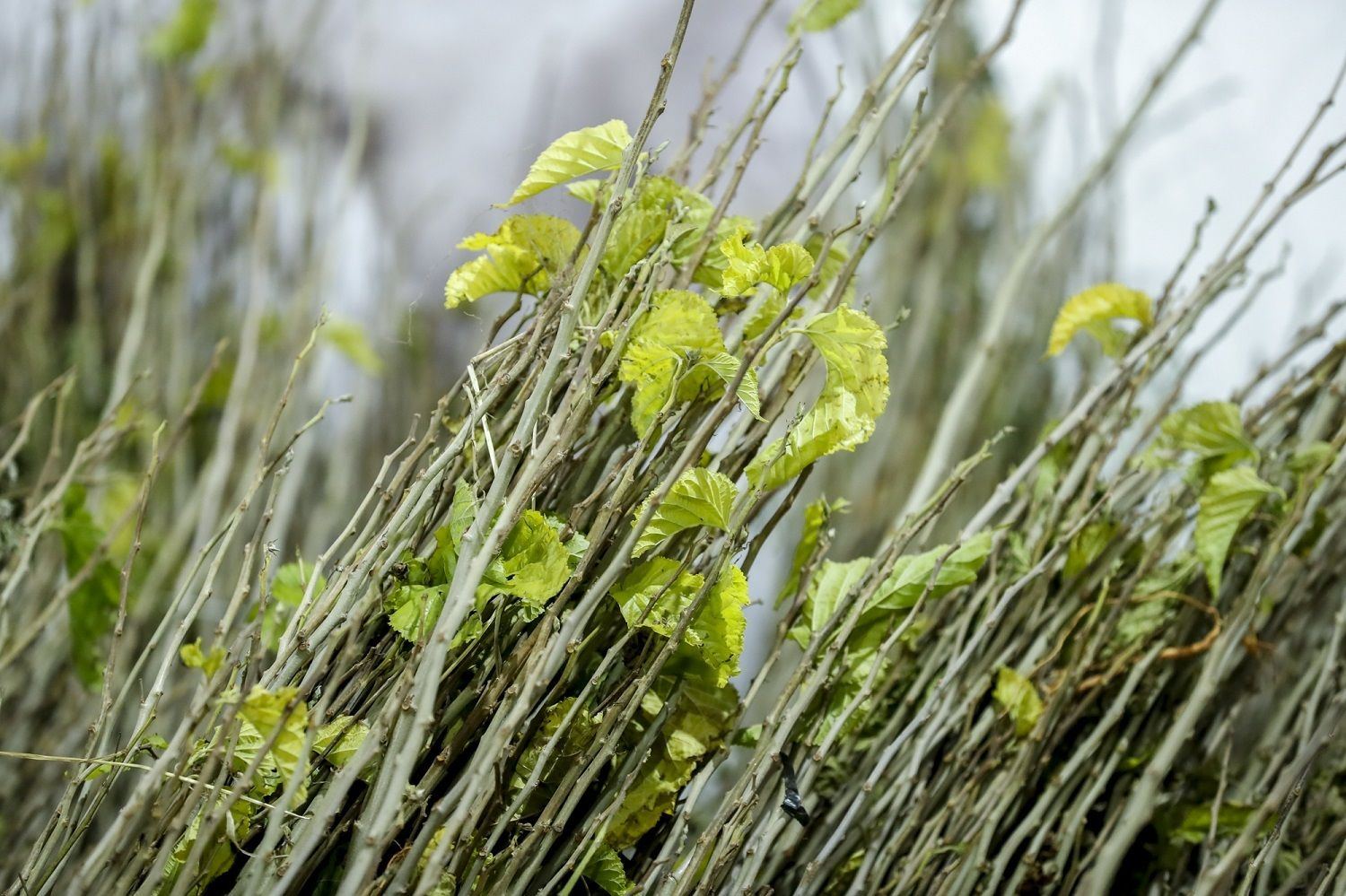 <strong><strong><strong>Рассмотрите более зрелые саженцы</strong></strong></strong><br>